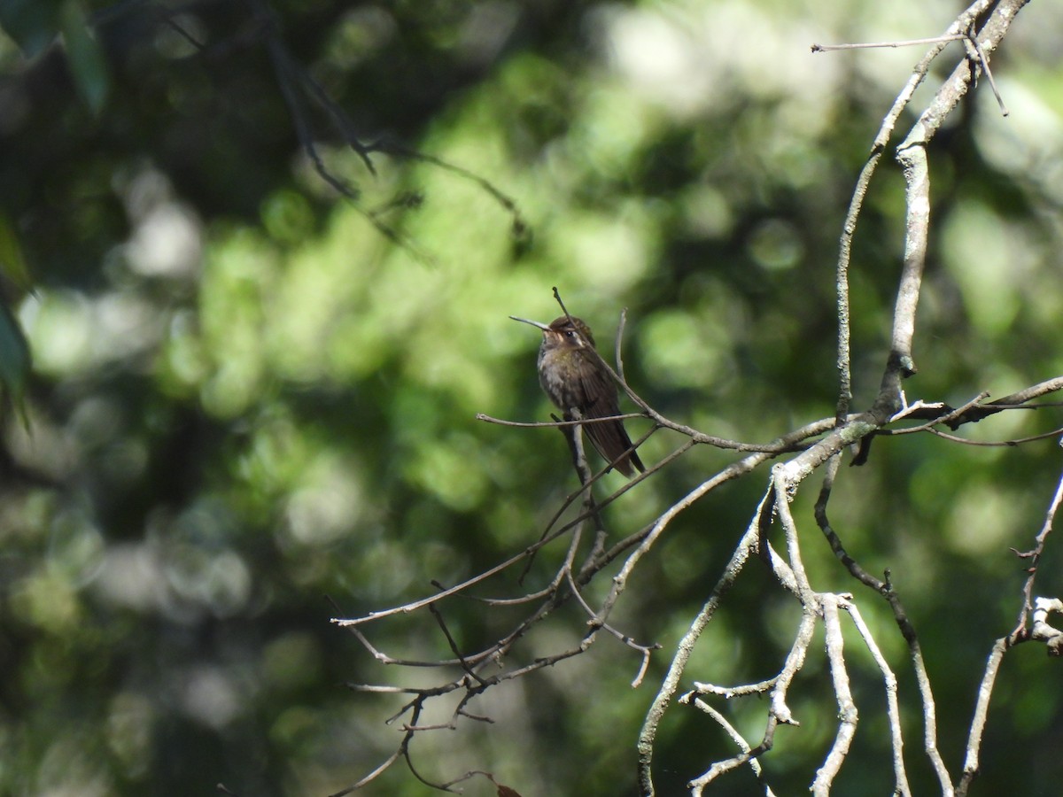 Amethyst-throated Mountain-gem - ML623548778