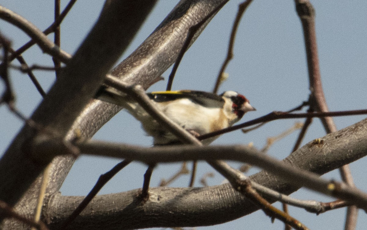 European Goldfinch - ML623548780