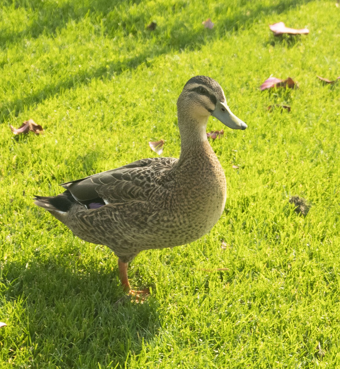 Mallard x Pacific Black Duck (hybrid) - ML623548782