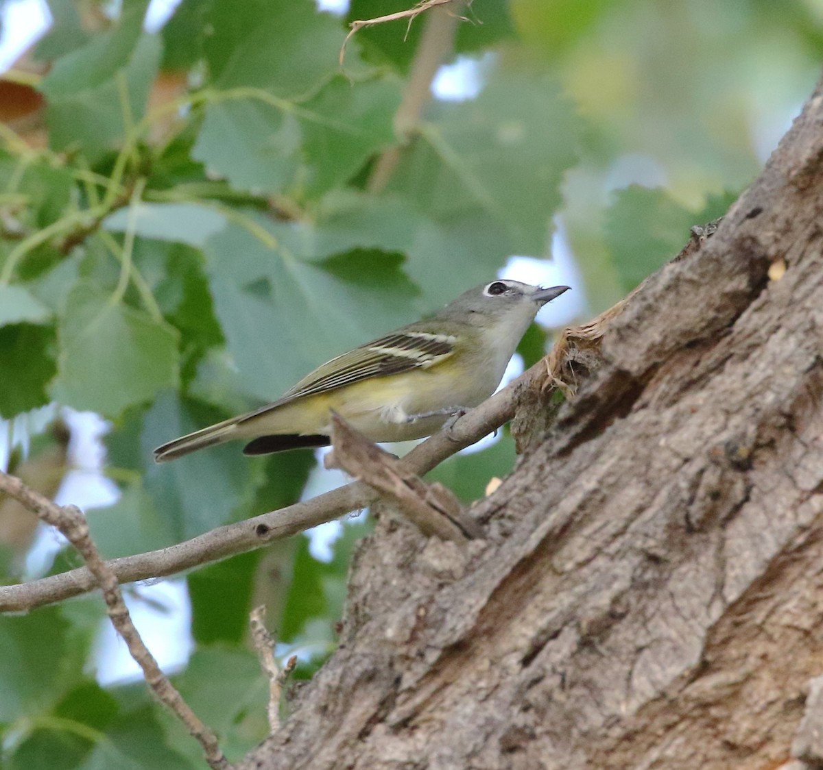 Cassin's Vireo - Rob Lowry