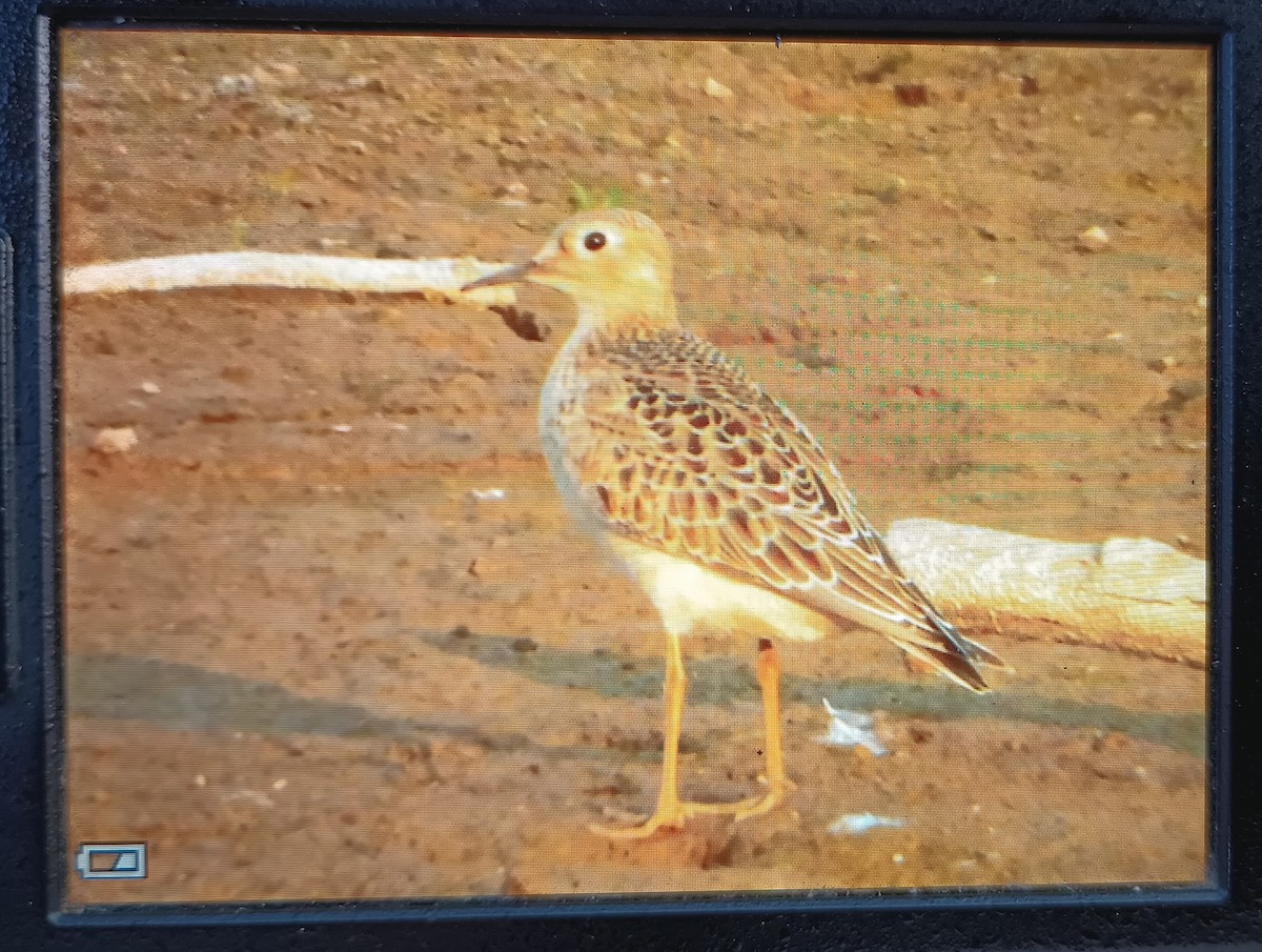 Buff-breasted Sandpiper - ML623548823