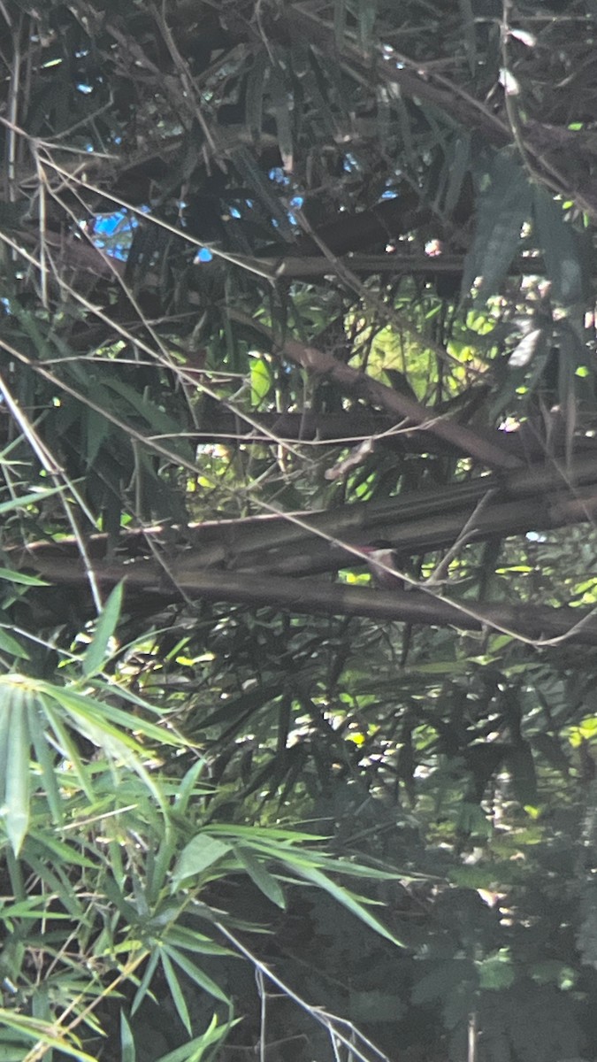 Black-capped Kingfisher - ML623548890