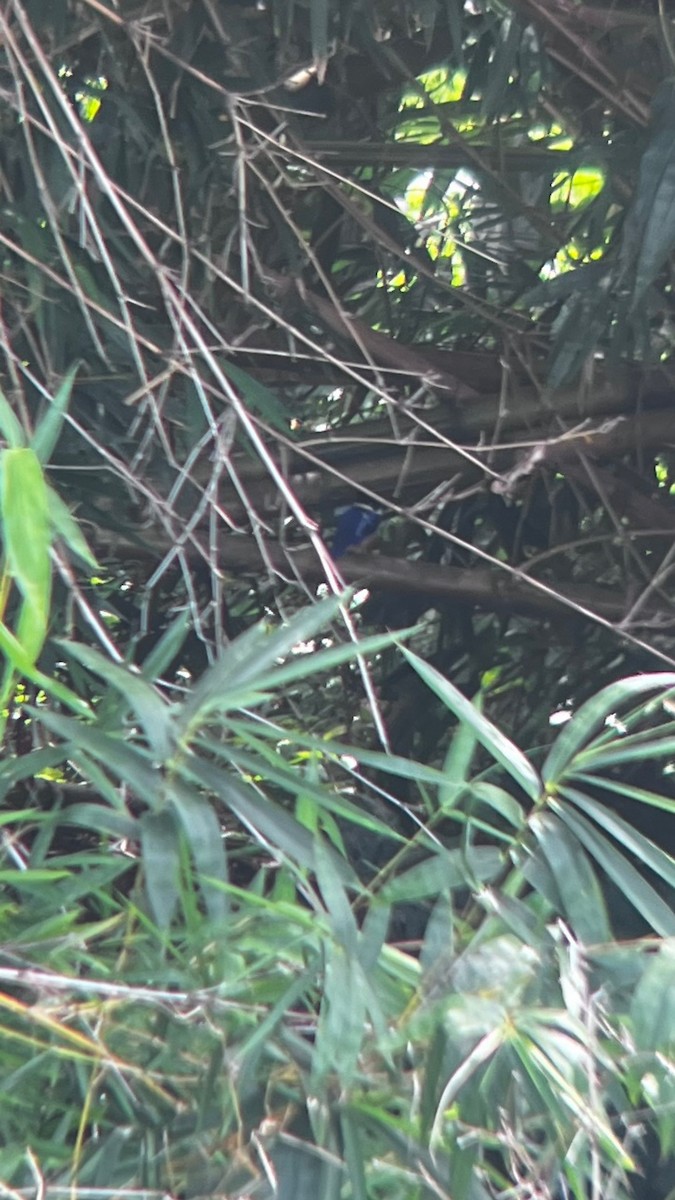 Black-capped Kingfisher - ML623548891