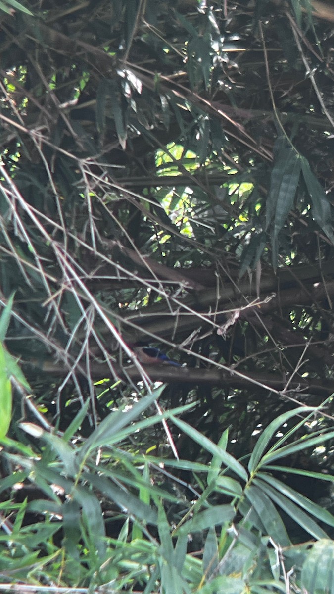 Black-capped Kingfisher - ML623548892