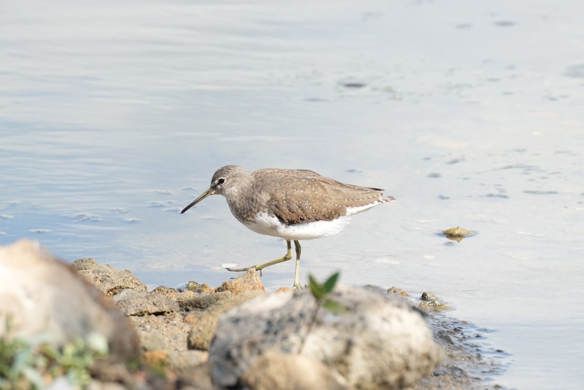 Green Sandpiper - Jigar Patel