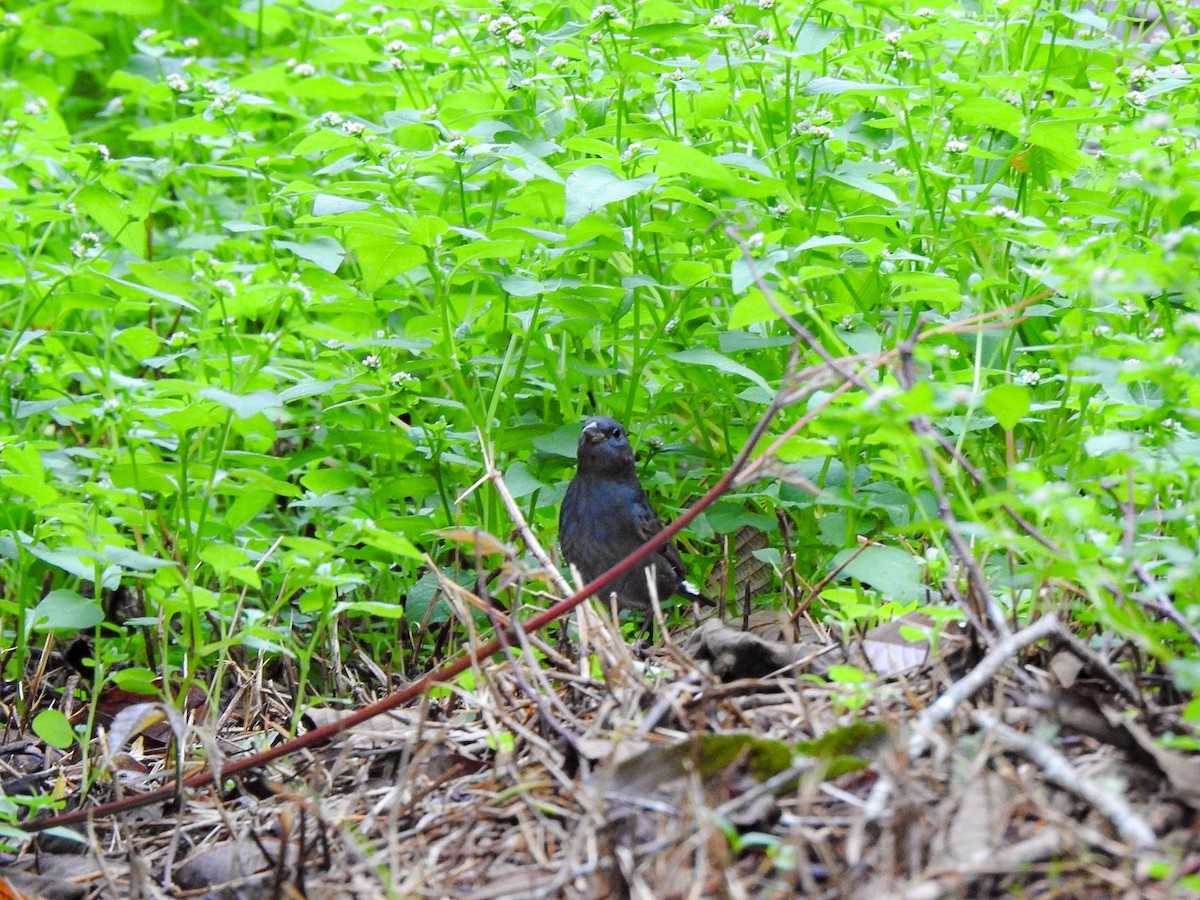 Slaty Finch - ML623548906