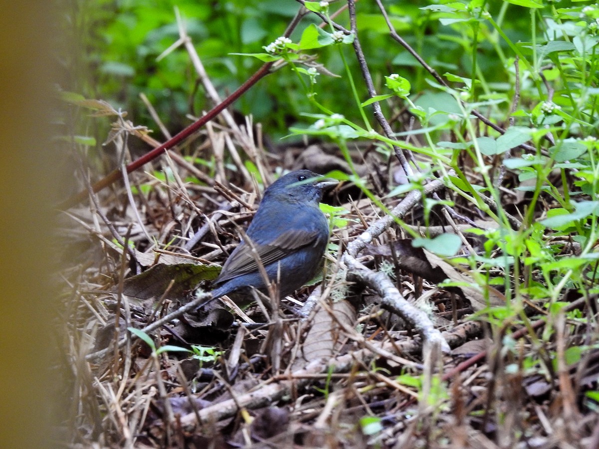 Slaty Finch - ML623548907