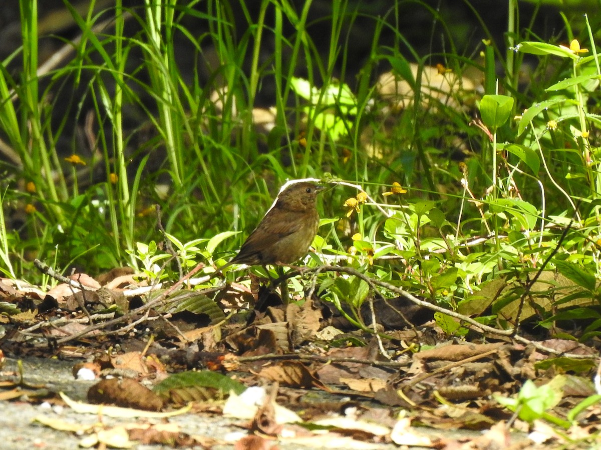 Slaty Finch - ML623548908