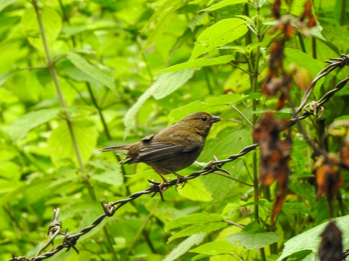 Slaty Finch - ML623548909