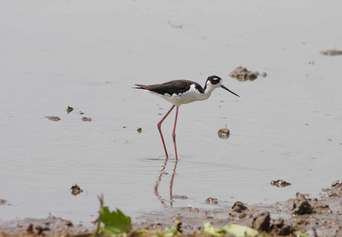 Black-necked Stilt - Matt Brady