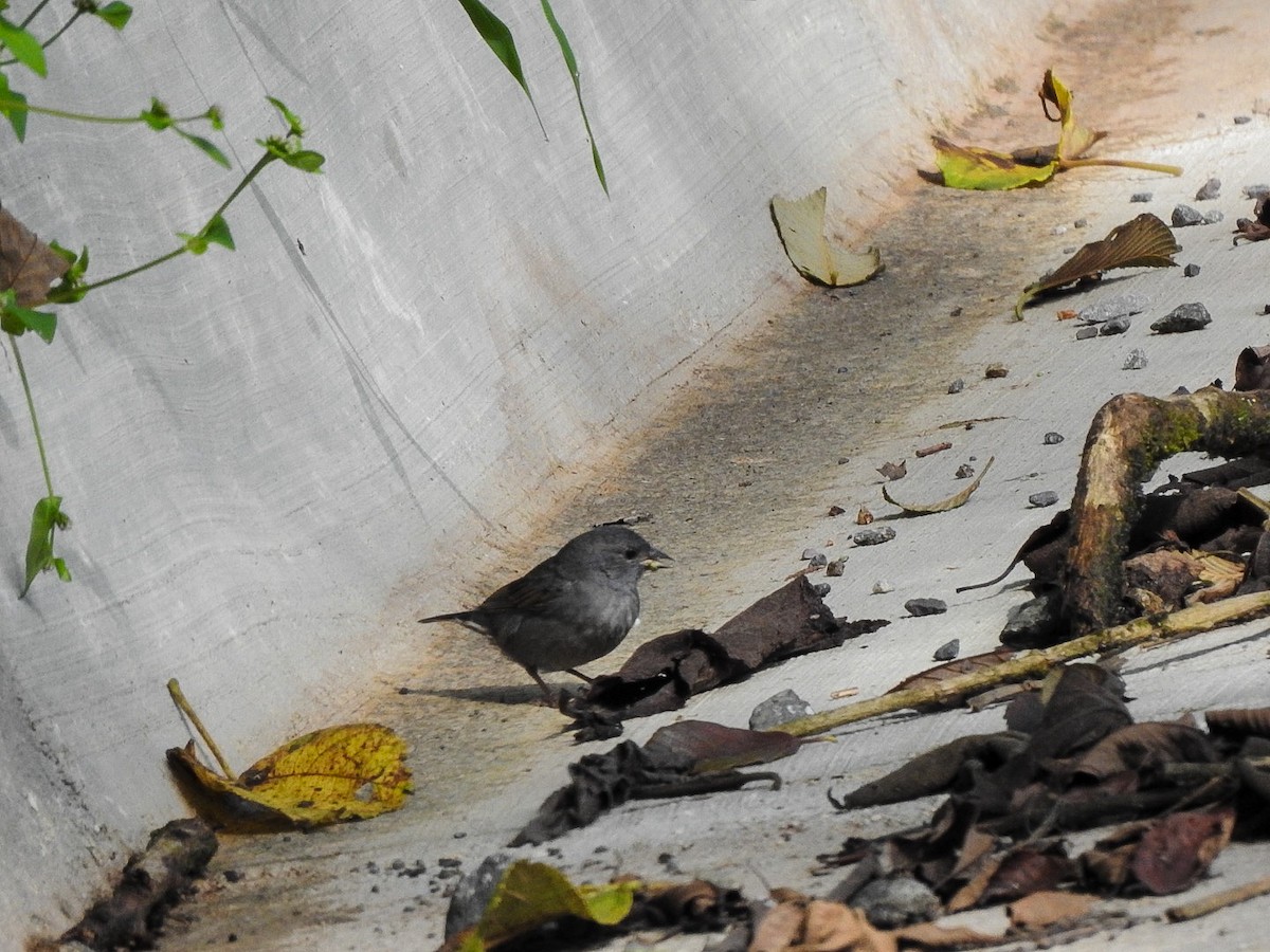 Slaty Finch - ML623548910