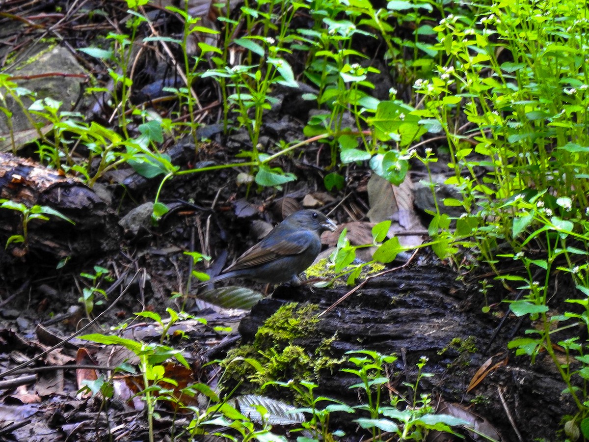 Slaty Finch - ML623548911