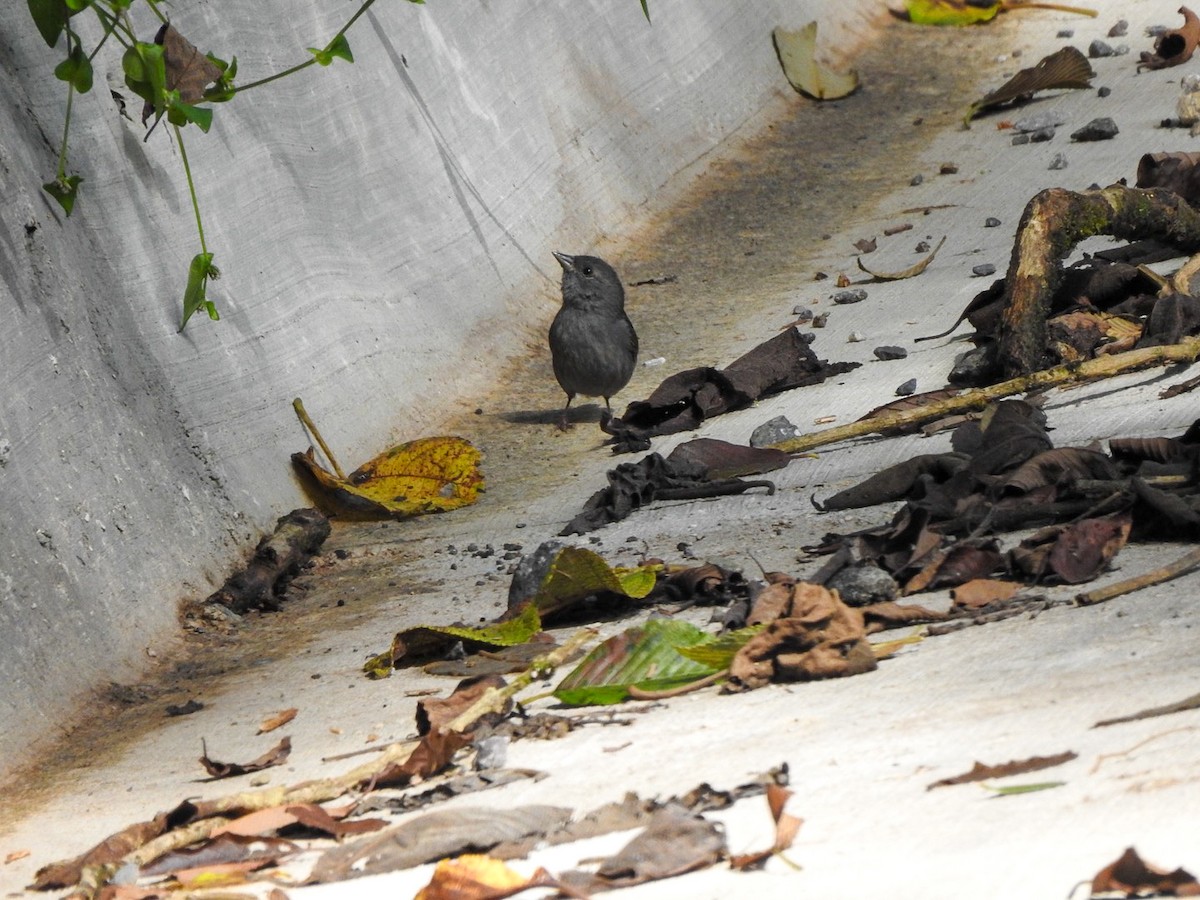 Slaty Finch - ML623548912