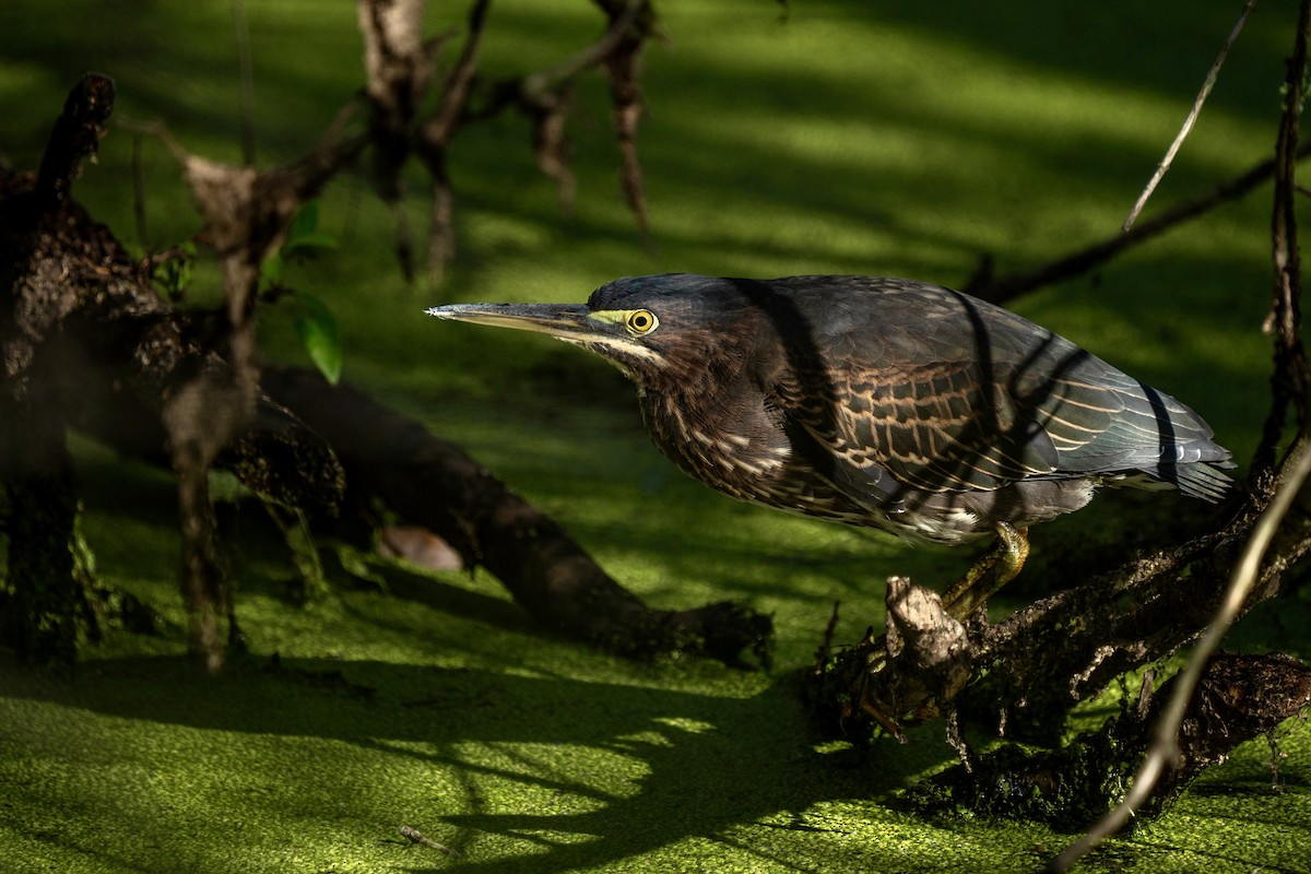 Green Heron - Steven Szablowski