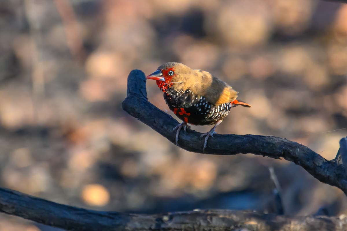 Painted Firetail - ML623549000