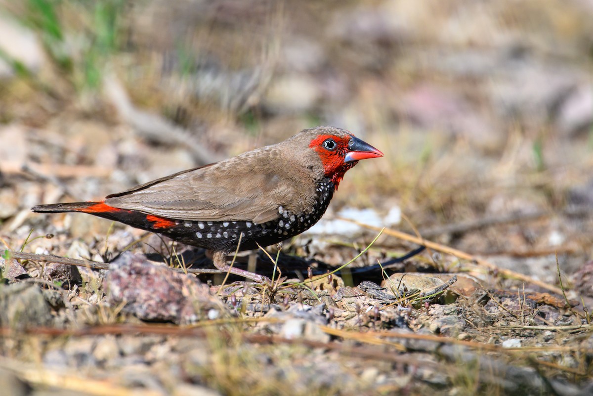 Painted Firetail - ML623549003