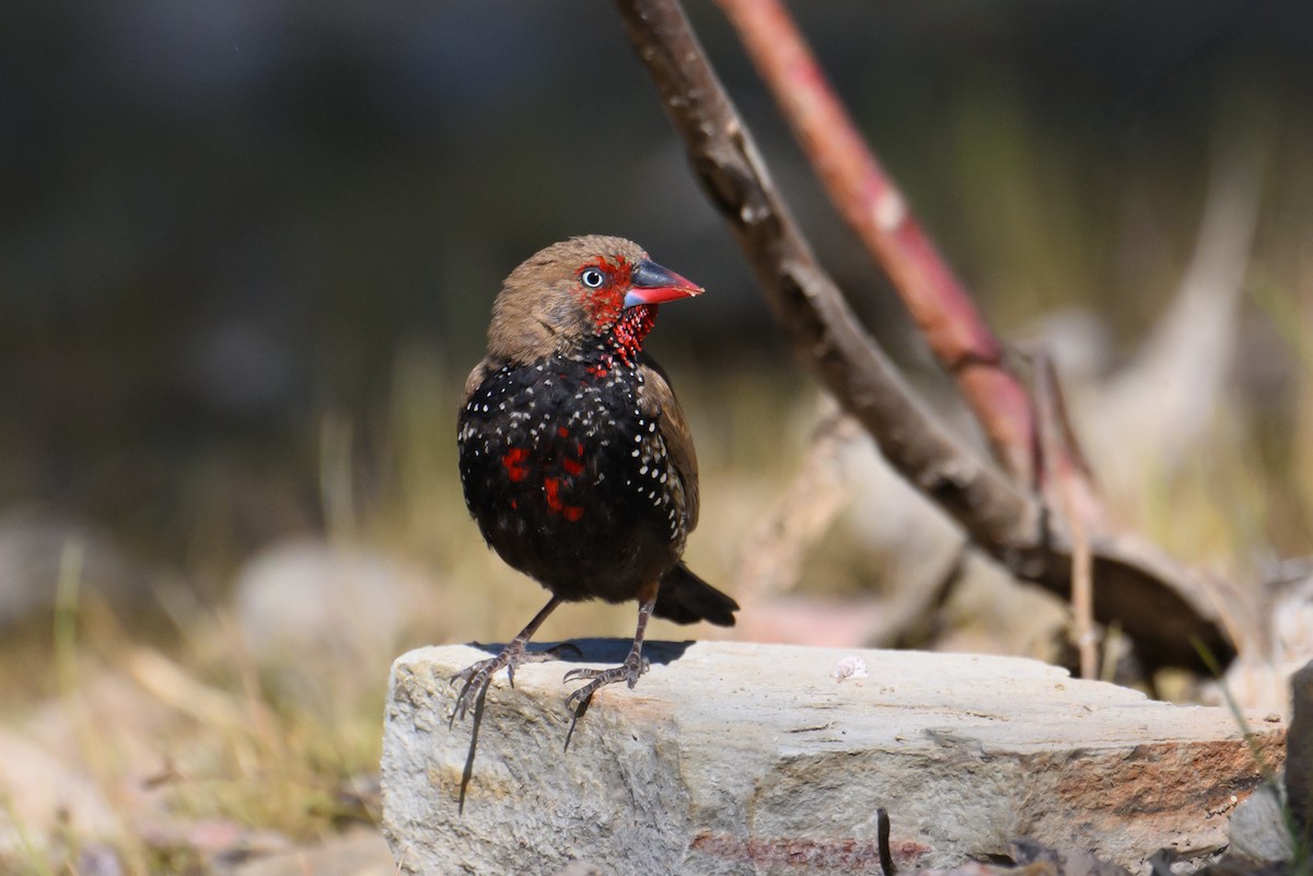 Painted Firetail - ML623549006