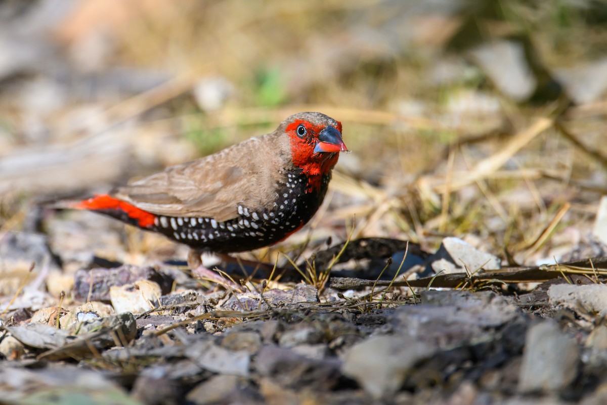 Painted Firetail - ML623549007