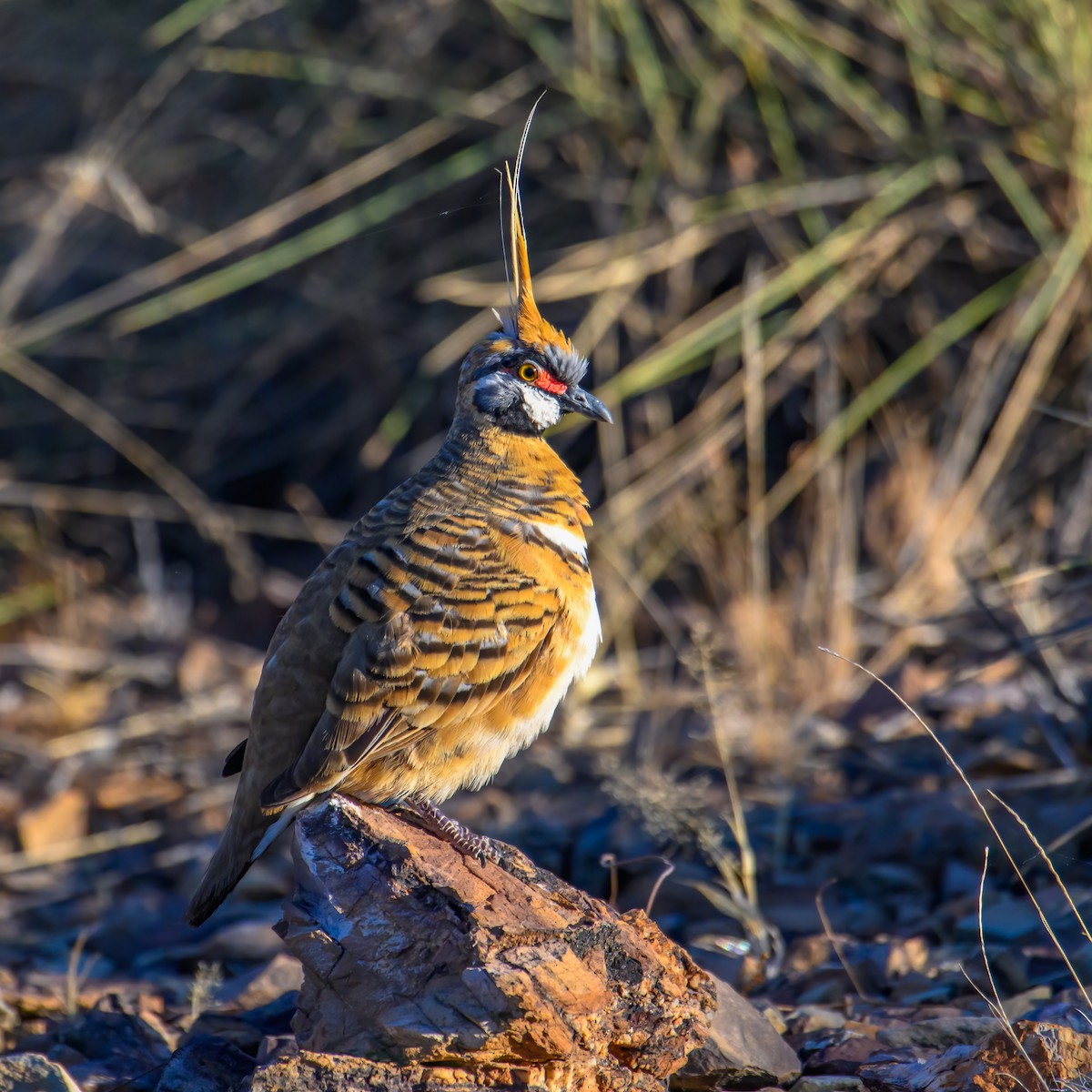 Spinifex Pigeon - ML623549023