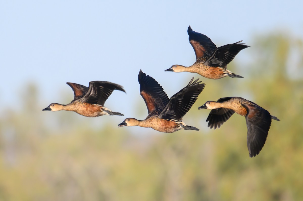 Wandering Whistling-Duck - Mark Lethlean