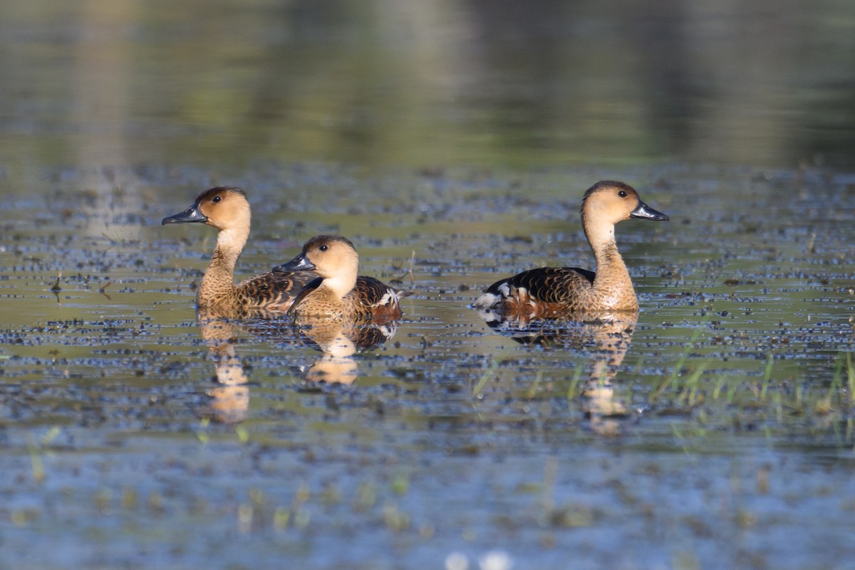 Wandering Whistling-Duck - Mark Lethlean