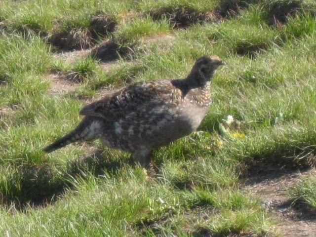 Sooty Grouse - ML623549032