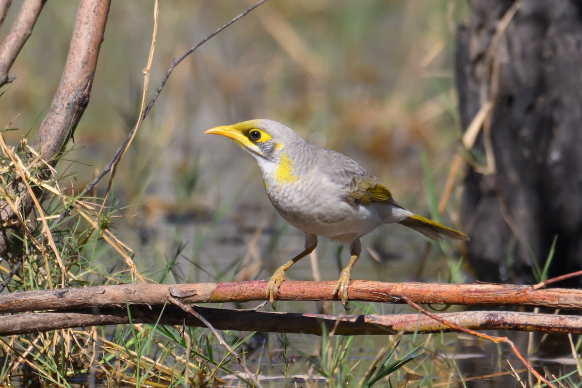 Yellow-throated Miner - ML623549056