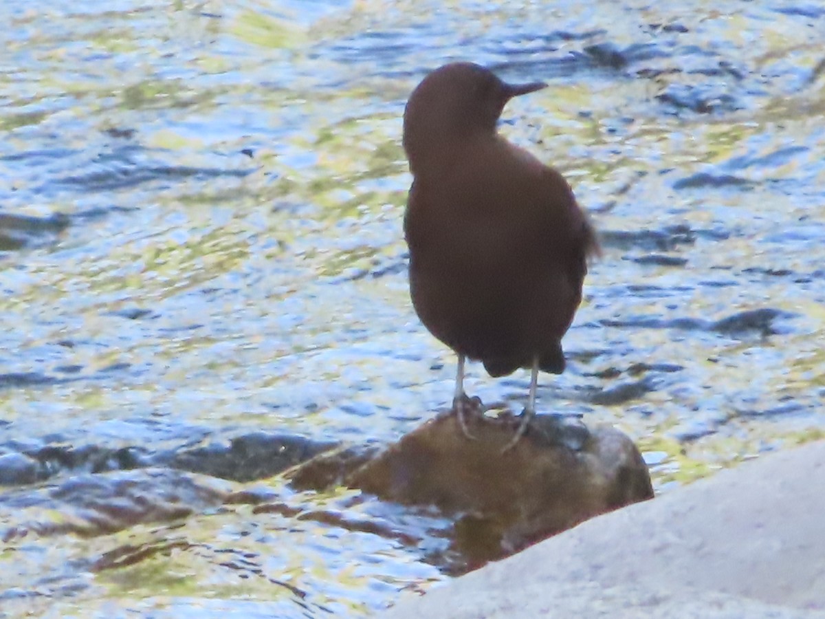 Brown Dipper - ML623549108