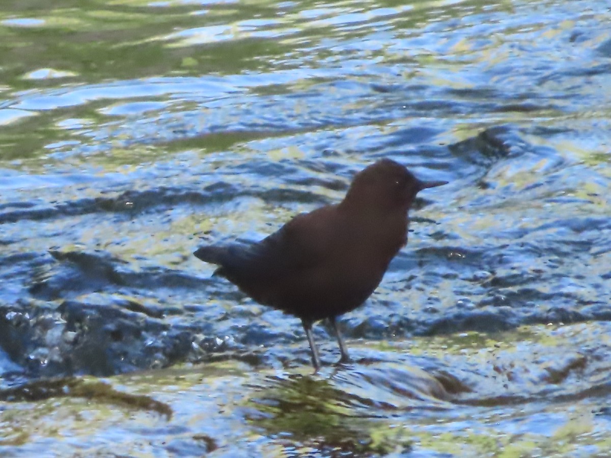 Brown Dipper - ML623549109