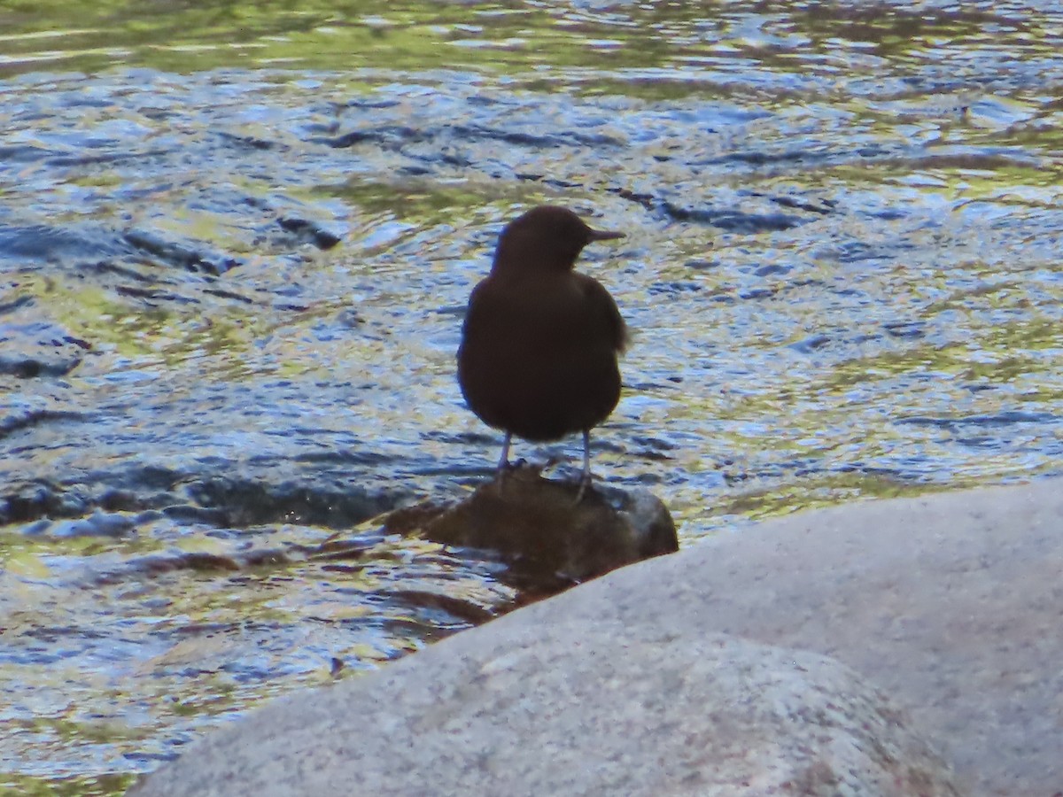 Brown Dipper - ML623549112