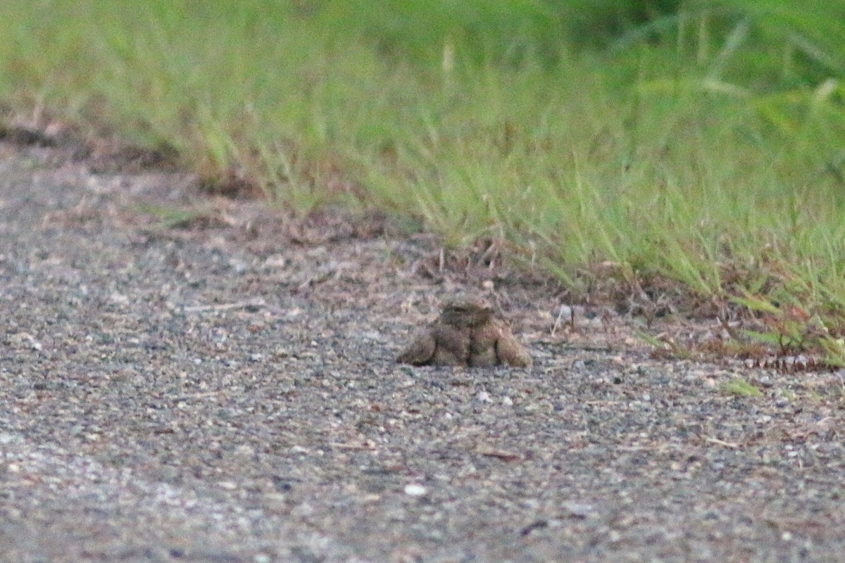 Savanna Nightjar - ML623549168