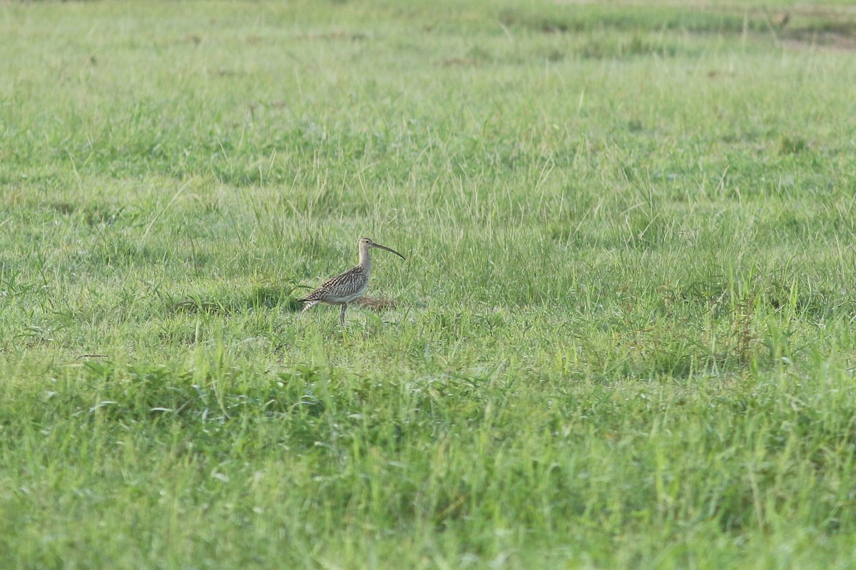 Eurasian Curlew - ML623549170