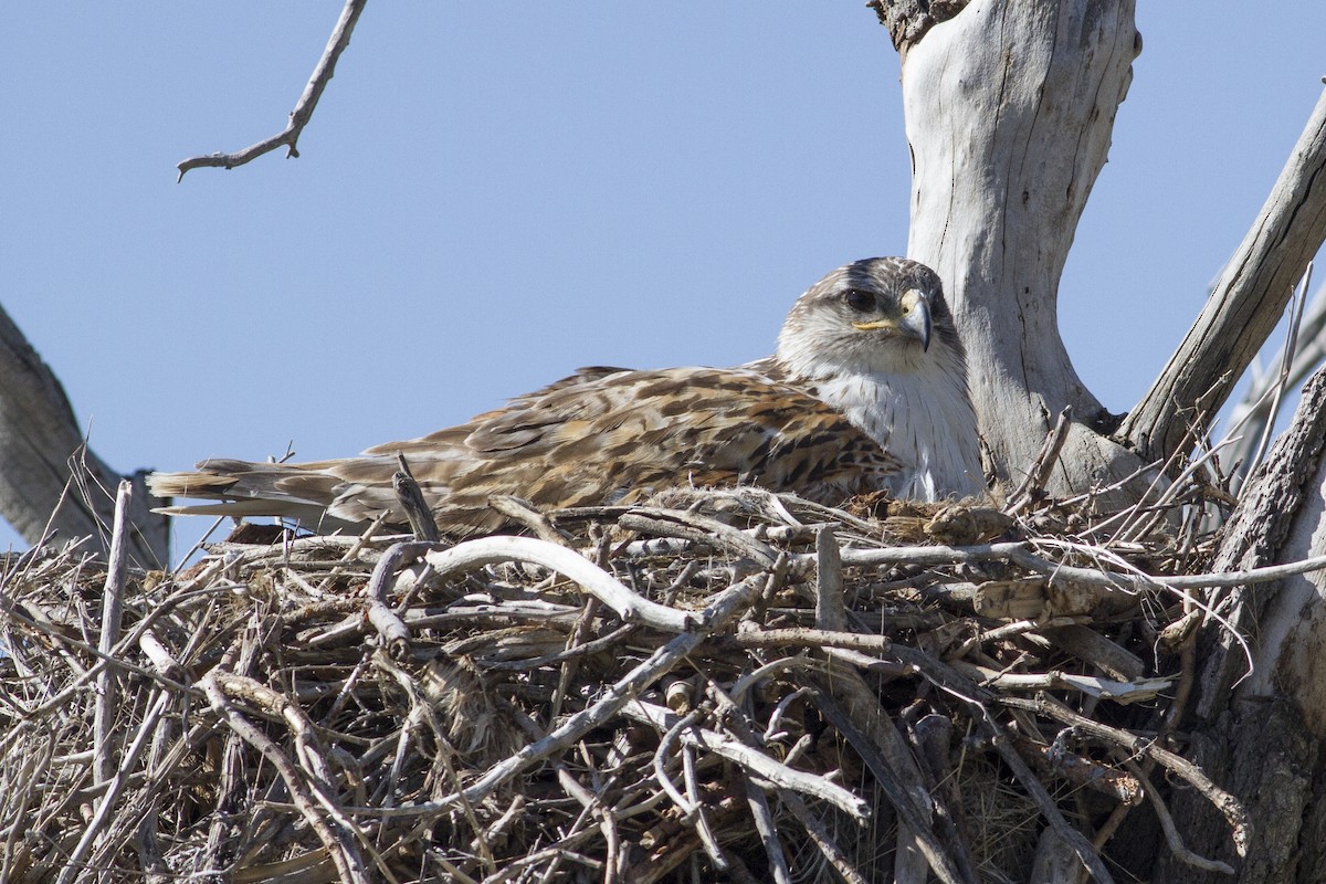 Ferruginous Hawk - ML62354921