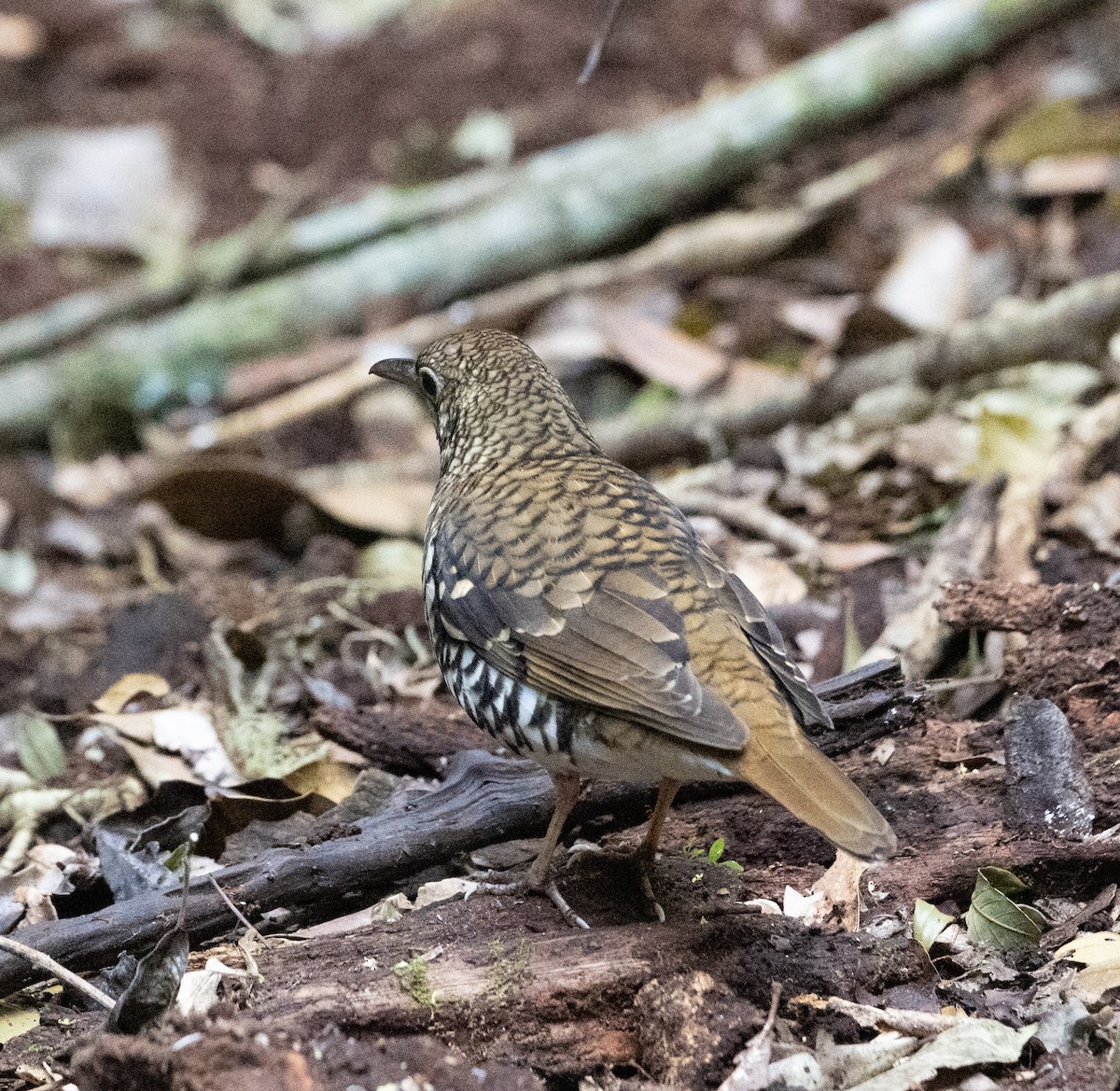 Russet-tailed Thrush - ML623549241