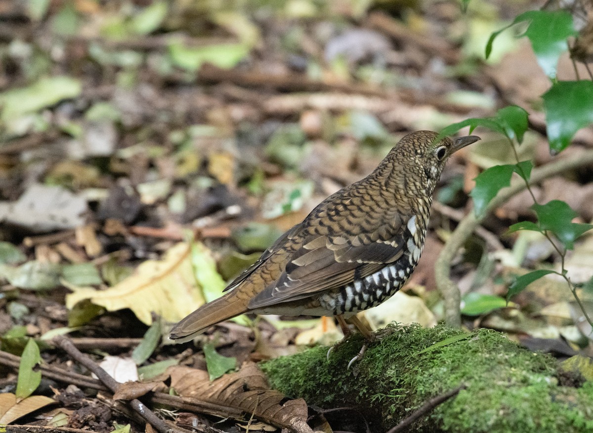 Russet-tailed Thrush - ML623549242