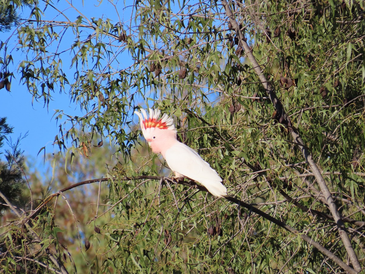 Pink Cockatoo - ML623549305