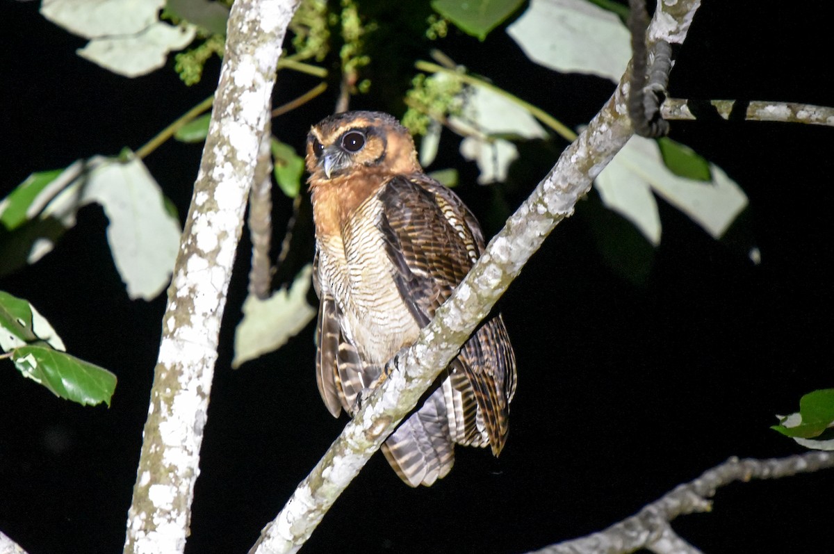 Brown Wood-Owl (Bornean) - ML623549412