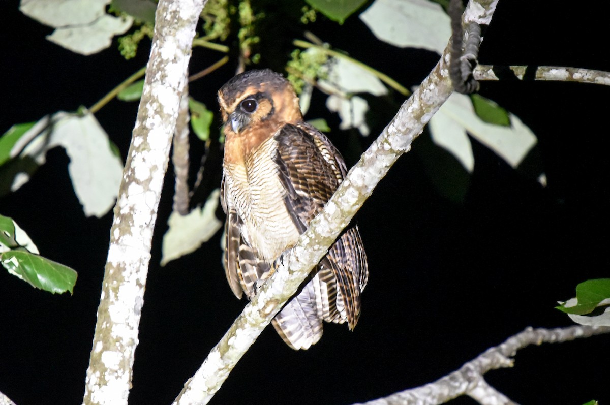 Brown Wood-Owl (Bornean) - ML623549413