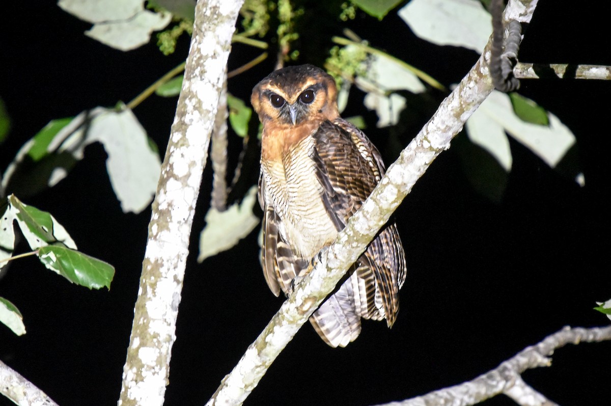 Brown Wood-Owl (Bornean) - ML623549414