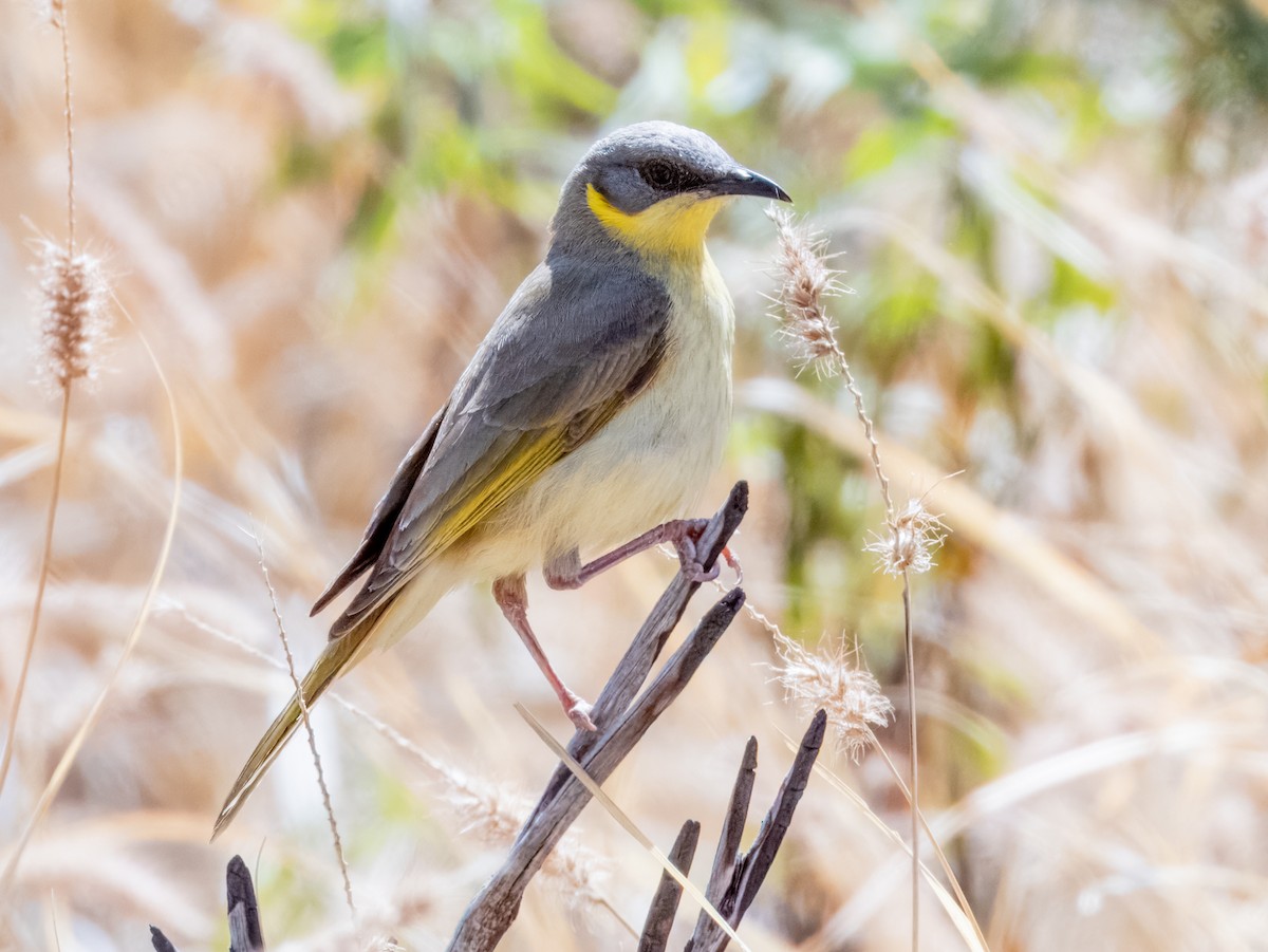 Gray-headed Honeyeater - ML623549435