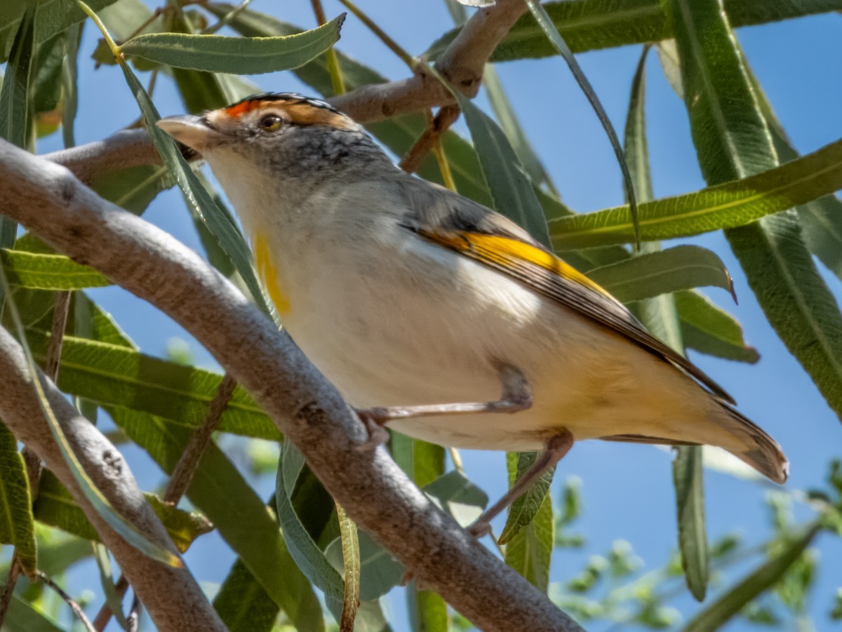 Red-browed Pardalote - ML623549437