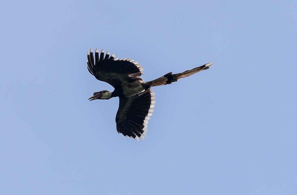 Helmeted Hornbill - ML623549476