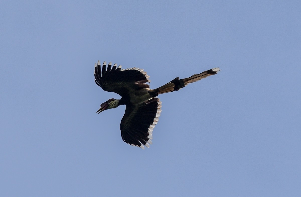 Helmeted Hornbill - ML623549477