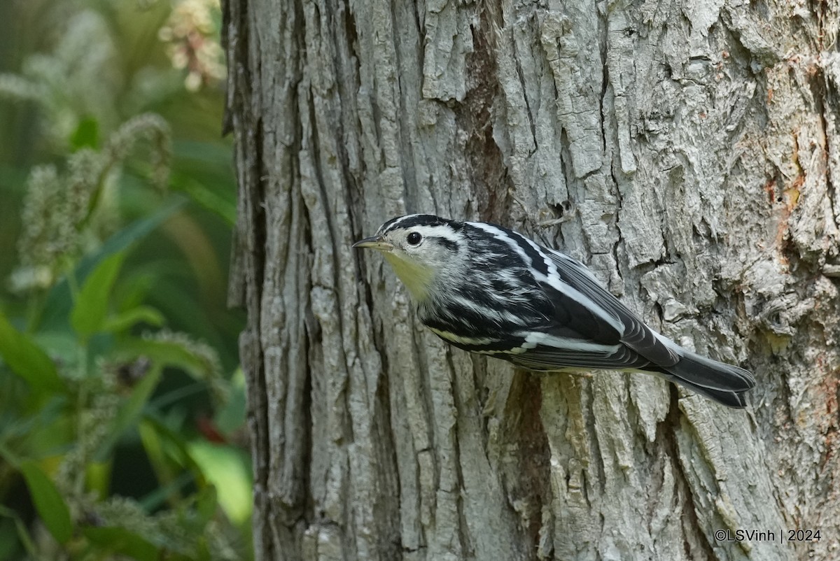 Black-and-white Warbler - Lam-Son Vinh