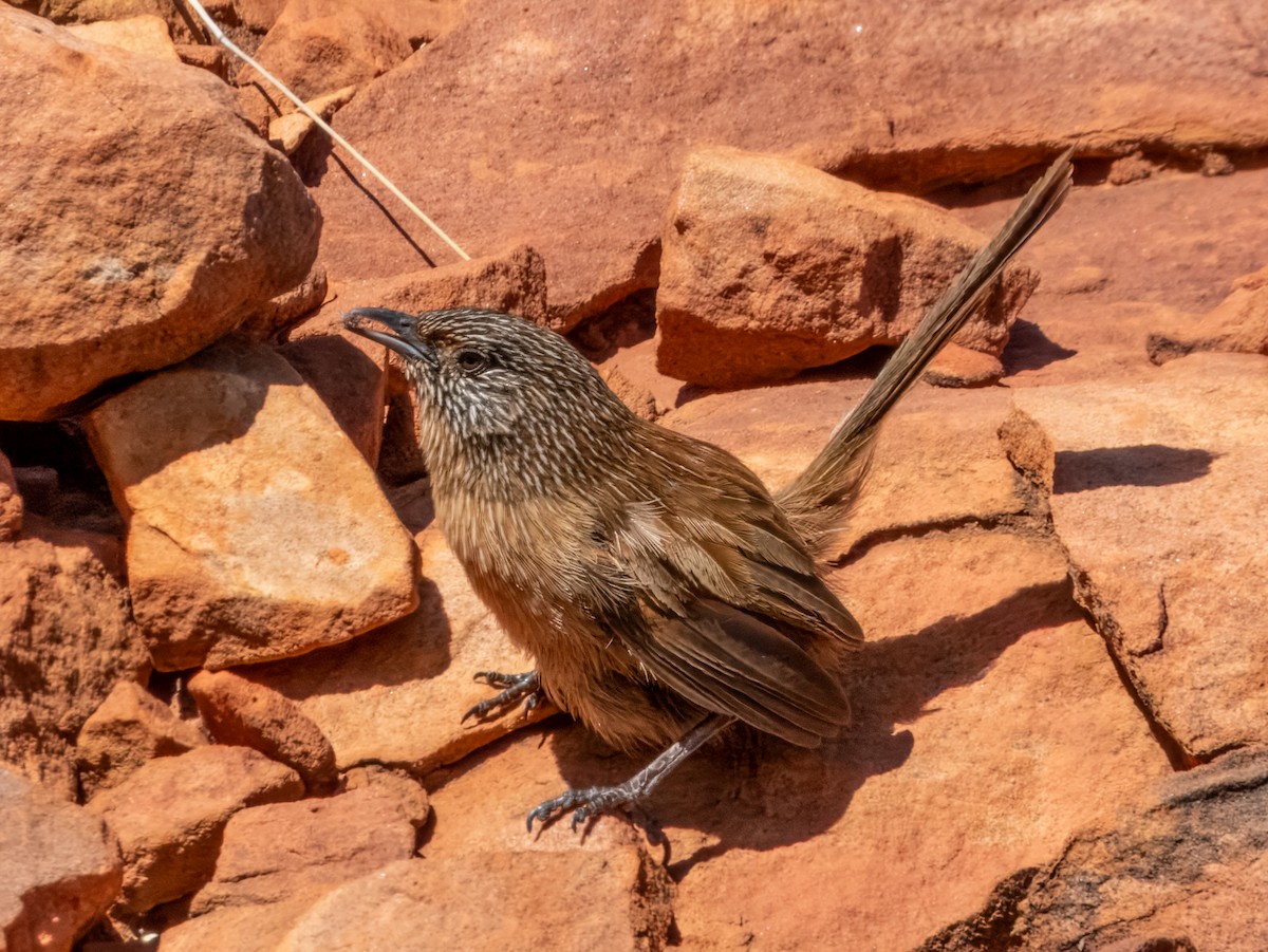 Dusky Grasswren - ML623549515