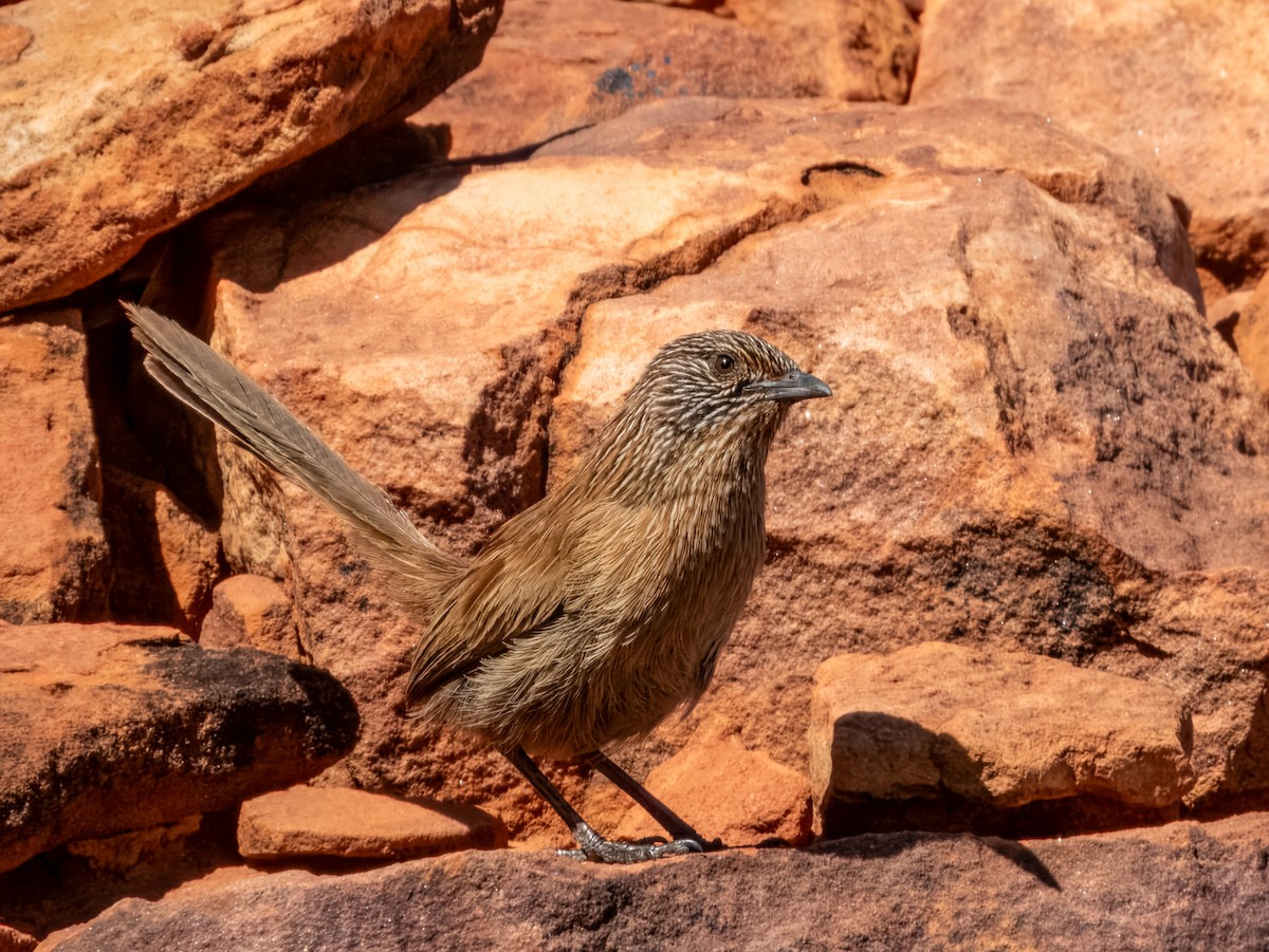 Dusky Grasswren - ML623549516