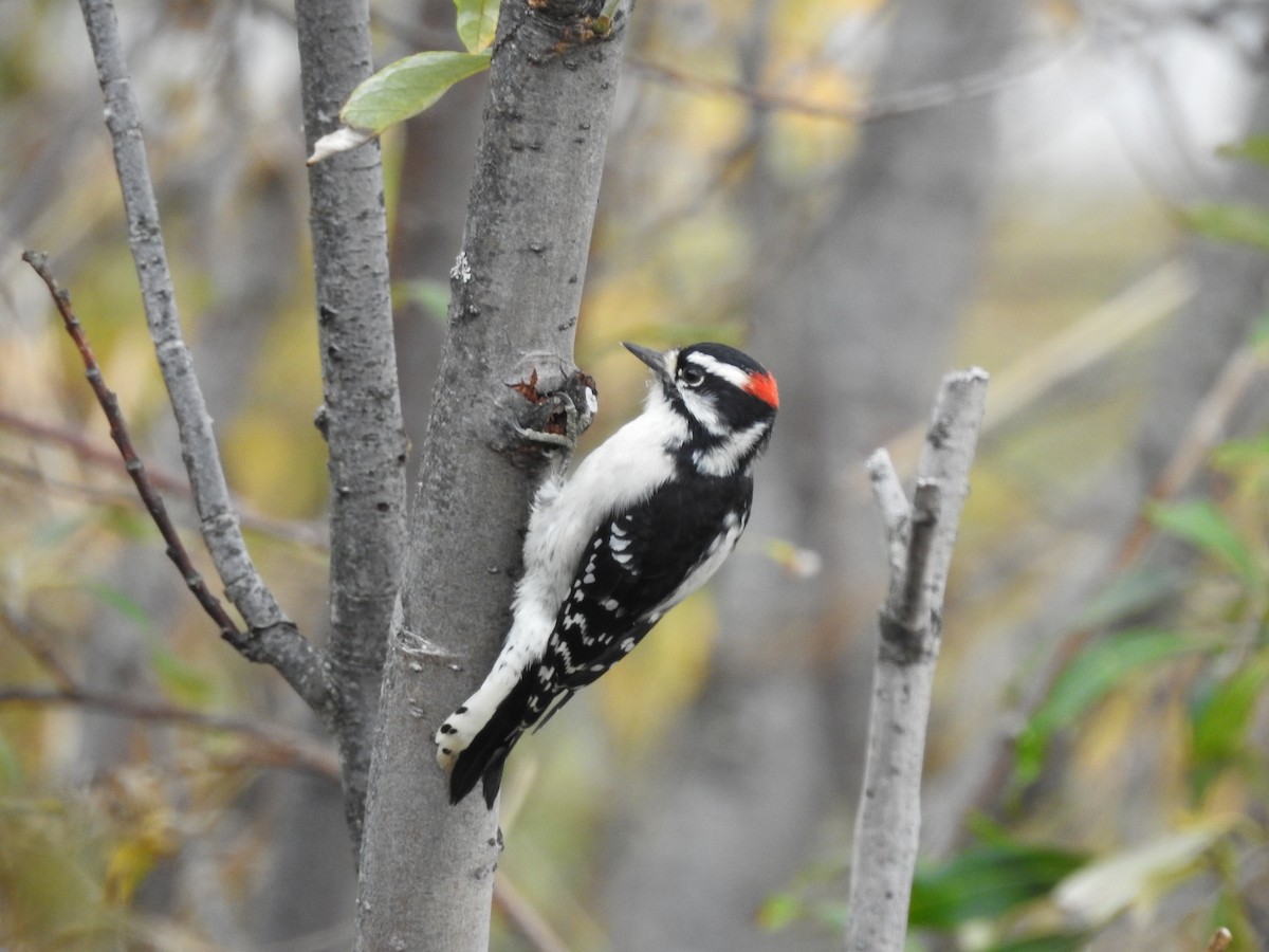 Downy Woodpecker - ML623549581