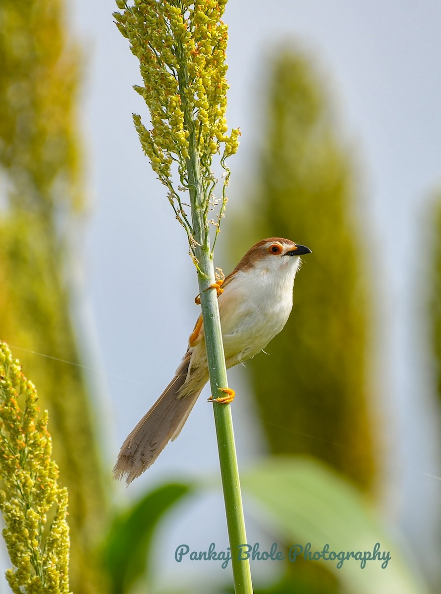 Yellow-eyed Babbler - ML623549592