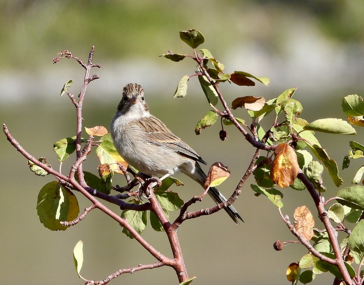 Brewer's Sparrow - ML623549594