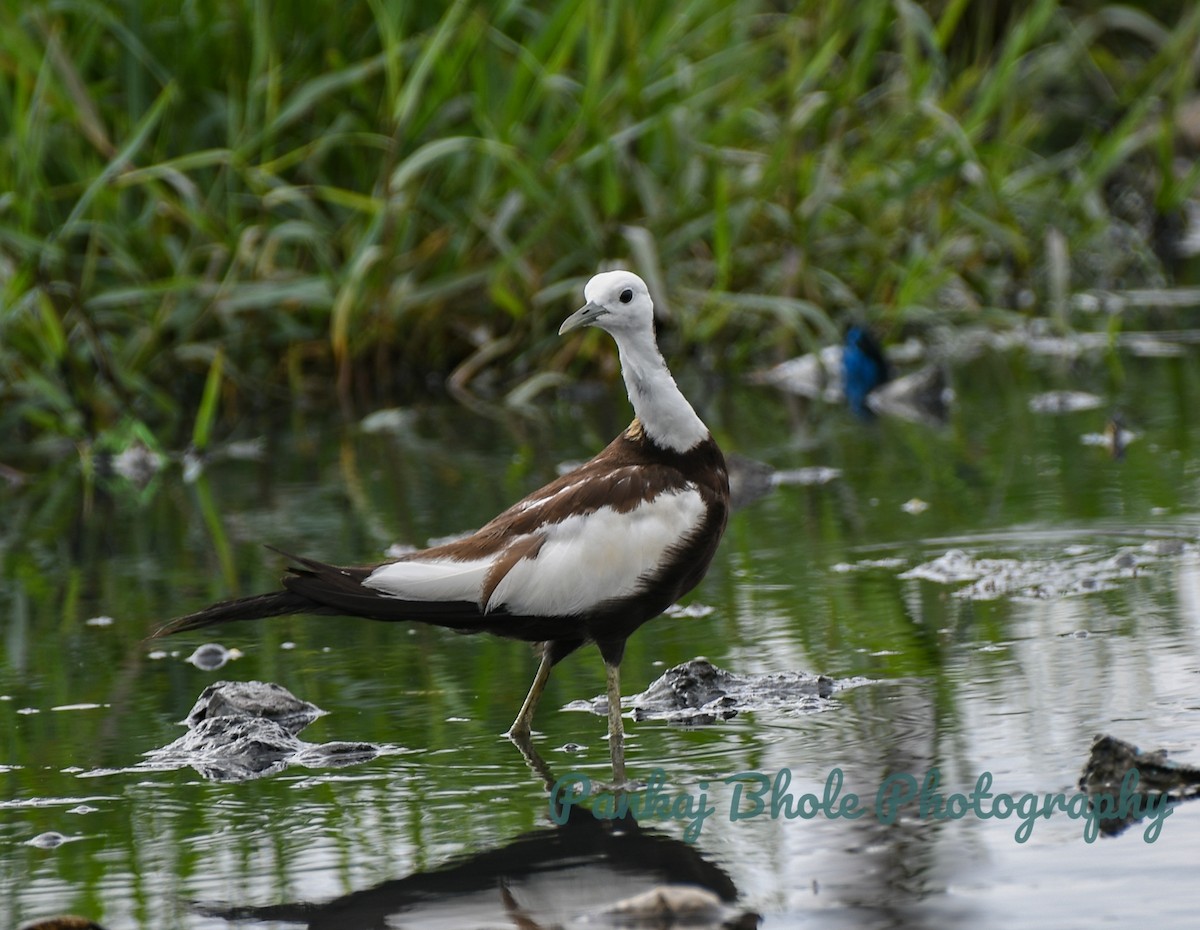 Pheasant-tailed Jacana - ML623549623